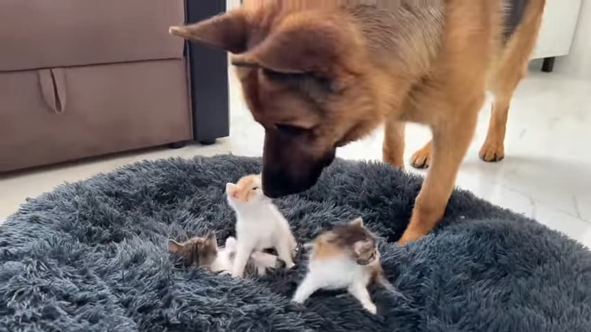 german shepherd sniffs little kitten