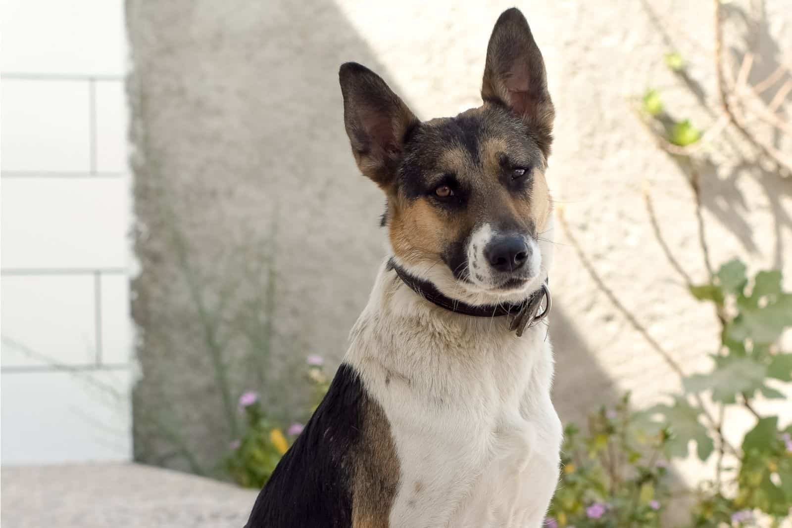 german shepherd standing outdoors looking at the camera