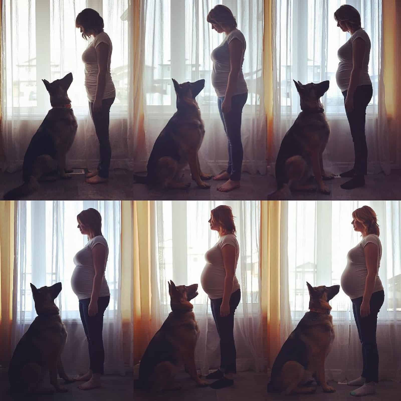 german shepherd standing in front of his pregnat owner and waiting for baby