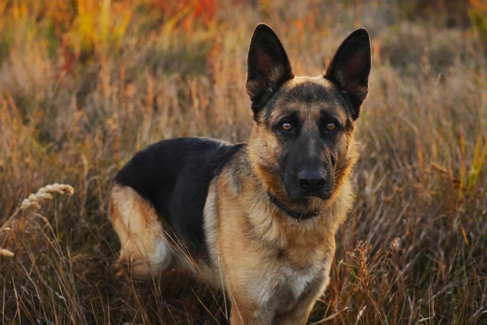 german shepherd standing in the field