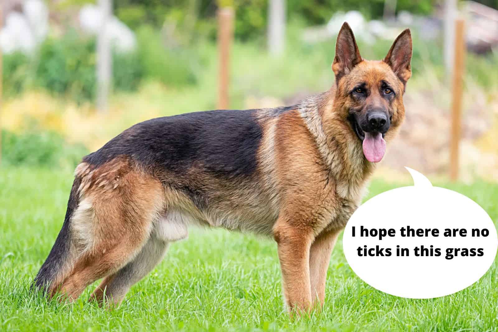 german shepherd standing in the grass