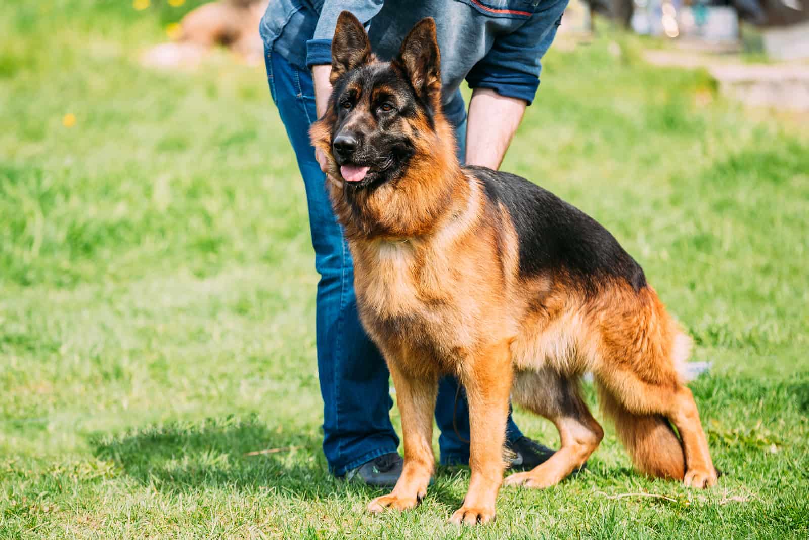 German Shepherd standing outside with german shepherd breeders in ohio