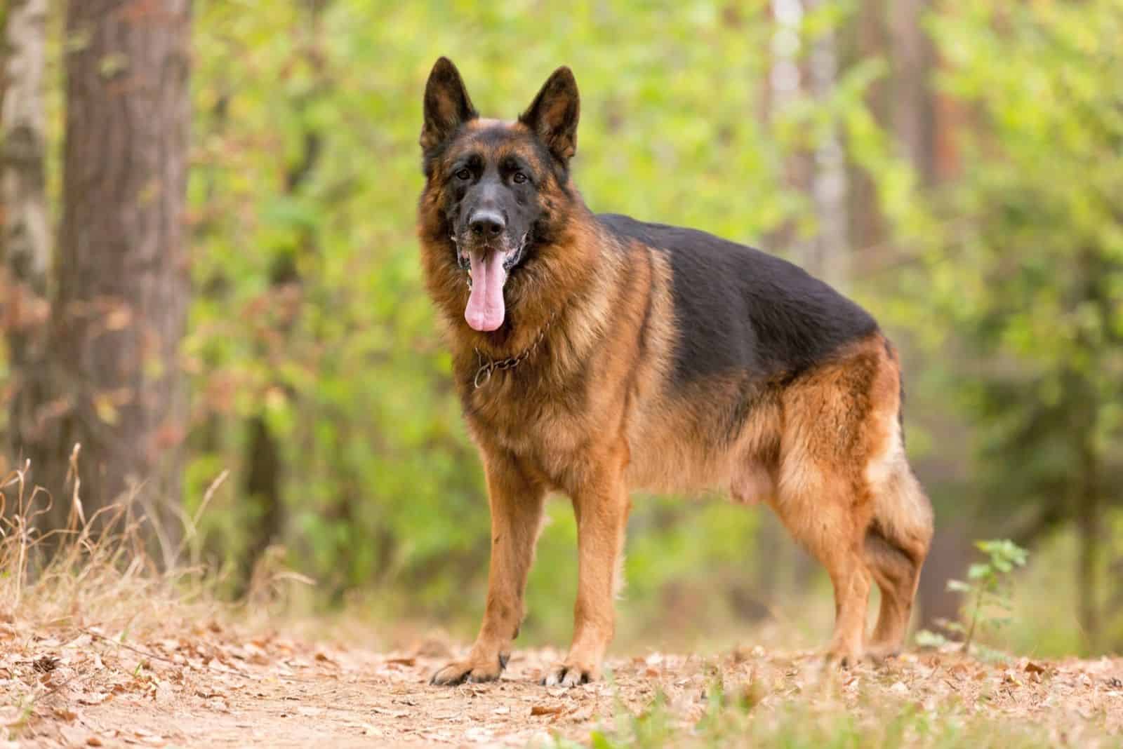 german shepherd standing in the middle of the forest