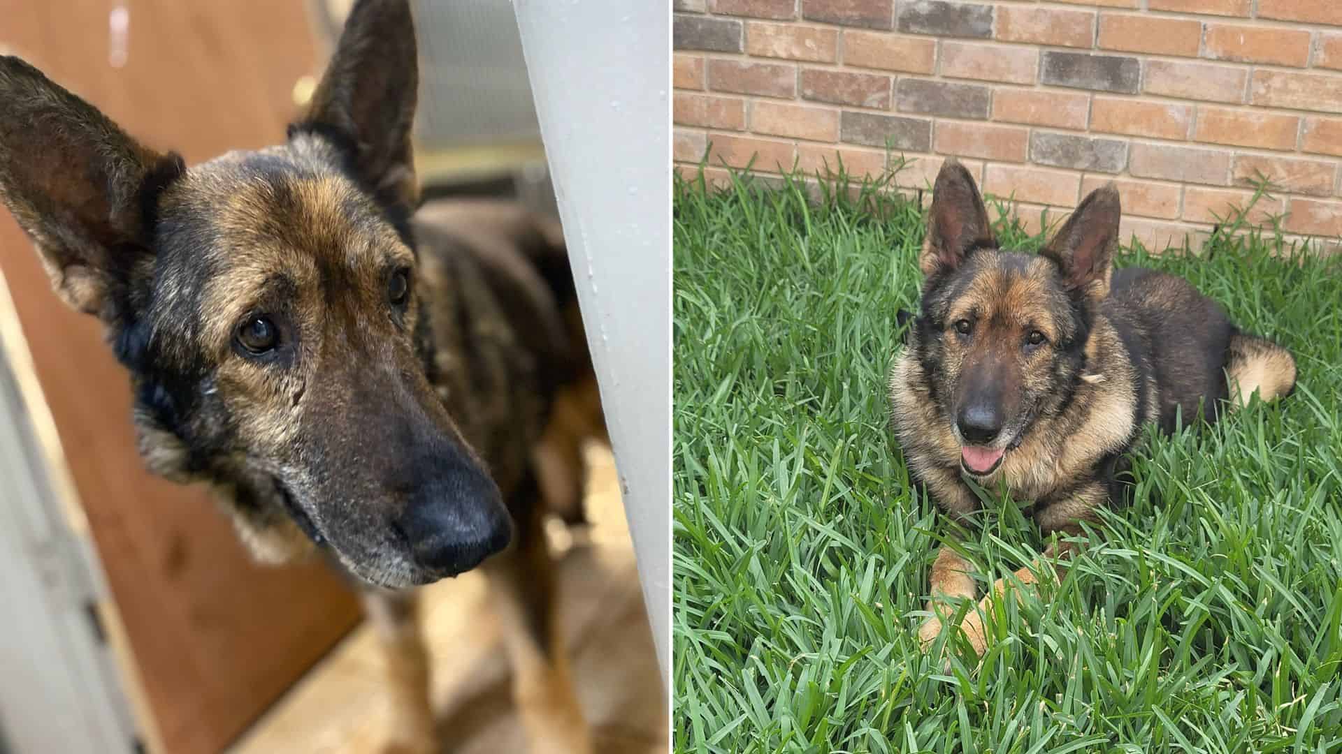 German Shepherd Survives Almost A Month In A Pen After The Loss Of His Owner