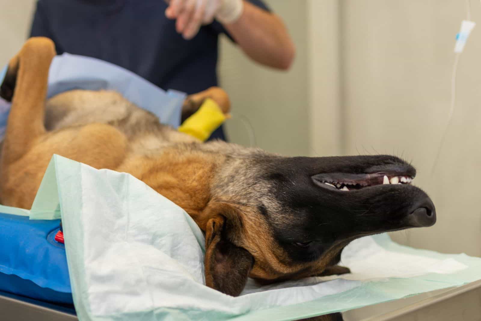 German shepherd undergoing surgery