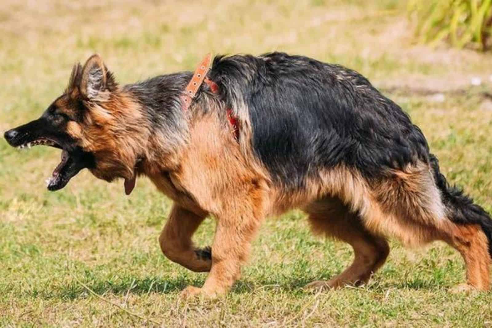 german shepherd vomiting