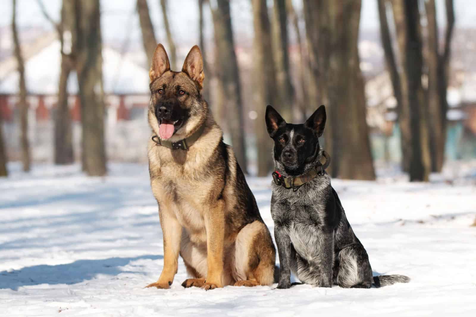 German Shepherd Vs Blue Heeler Dog: The Big Herding Debate