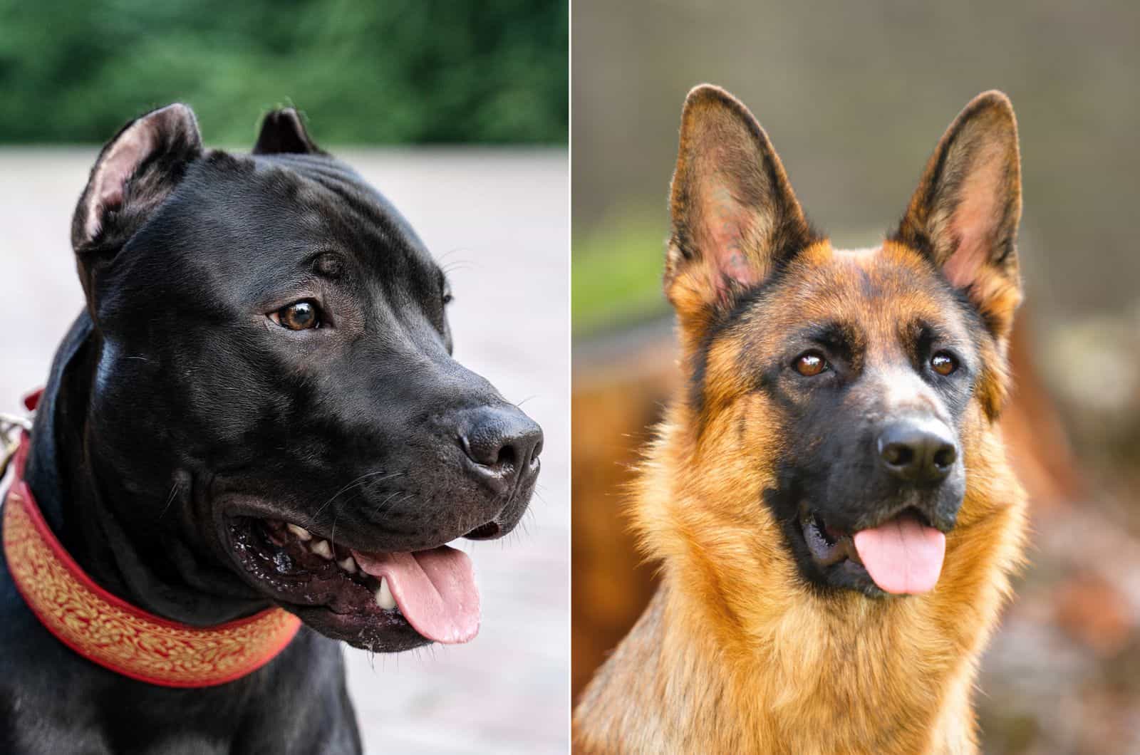 german shepherd vs pitbull appearance