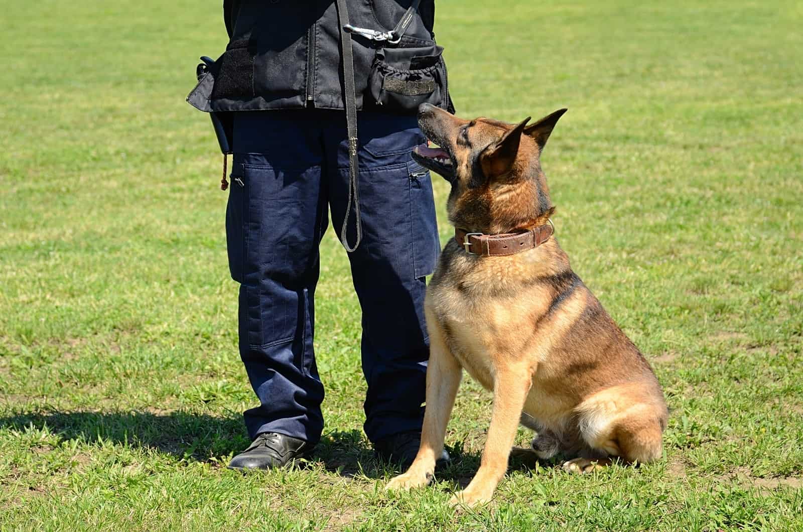 German Shepherd waiting for trainer