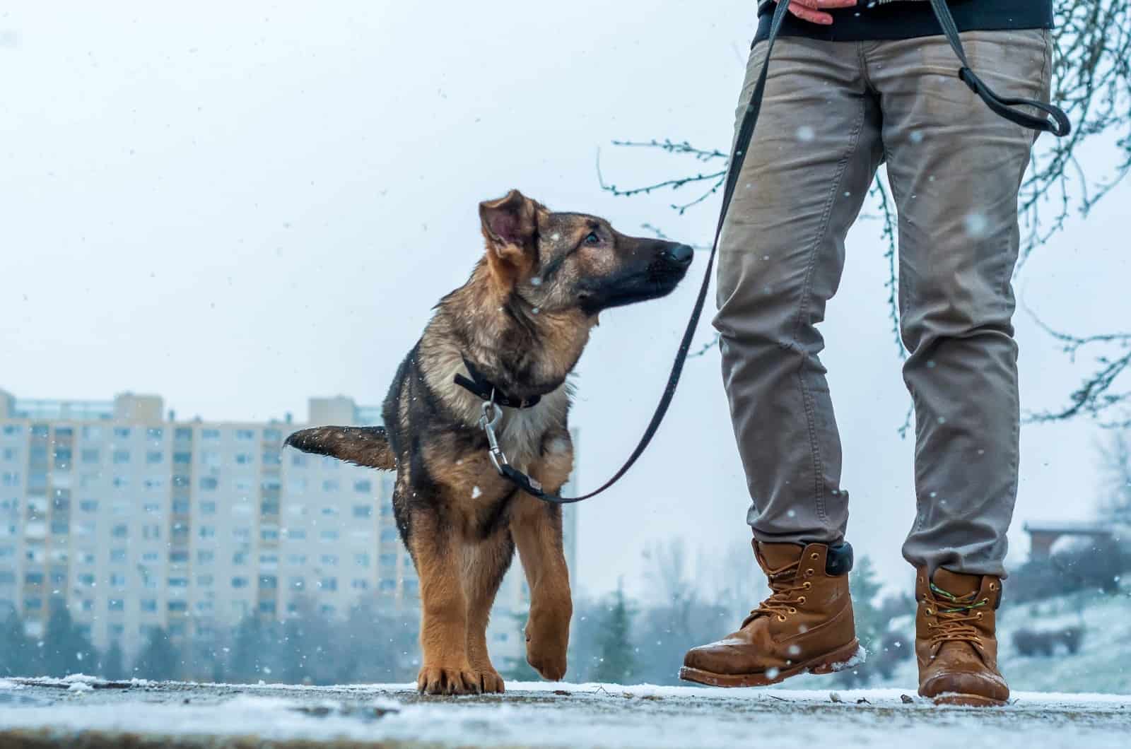 German Shepherd walking by man