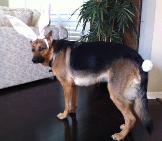 german shepherd wearing easter costume