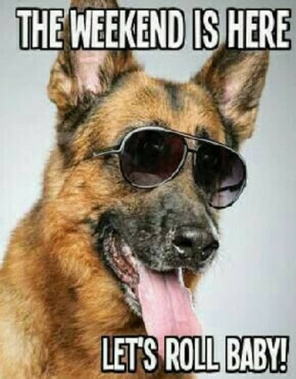 german shepherd wearing sunglasses