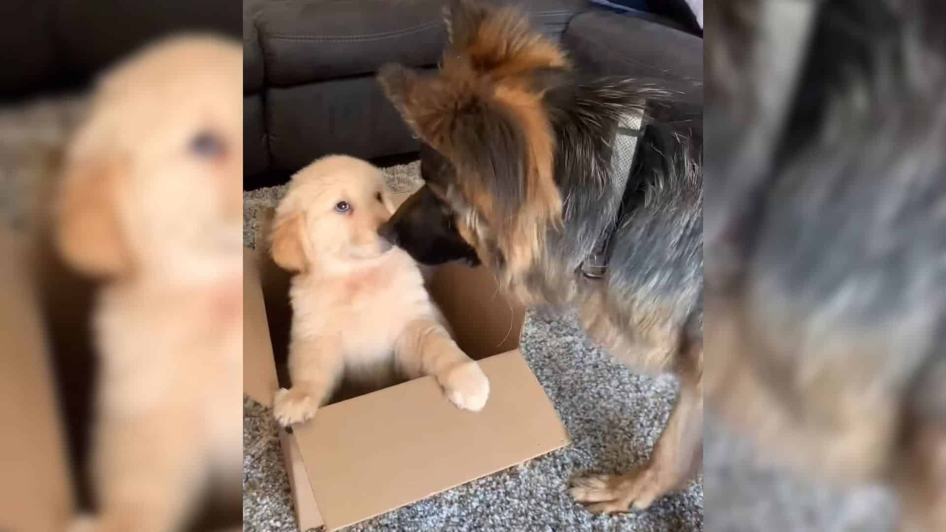 German Shepherd Who Was The Only Child Gets A Golden Baby Brother