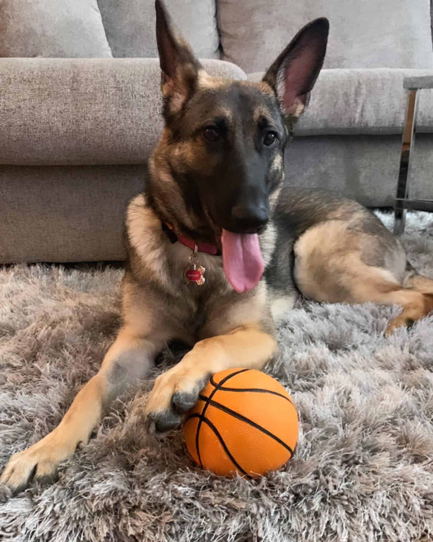 german shepherd with basketball ball