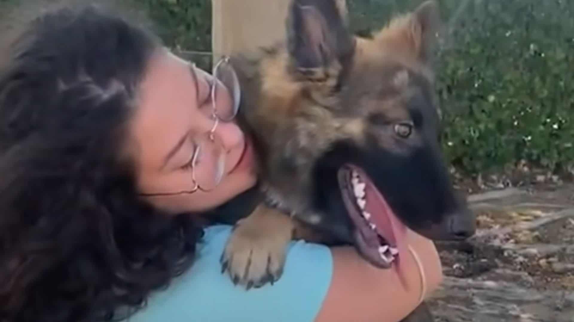 Stray German Shepherd With Cerebellar Hypoplasia Finally Gets A Loving Home