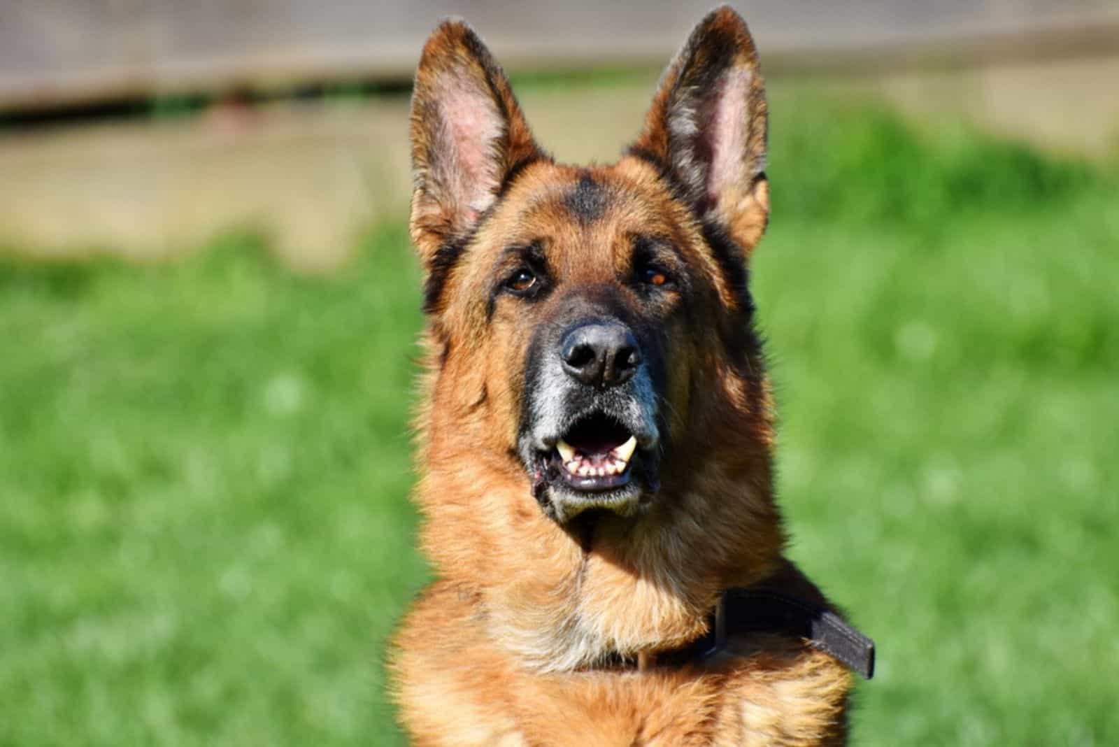 german shepherd with ears pricked forward