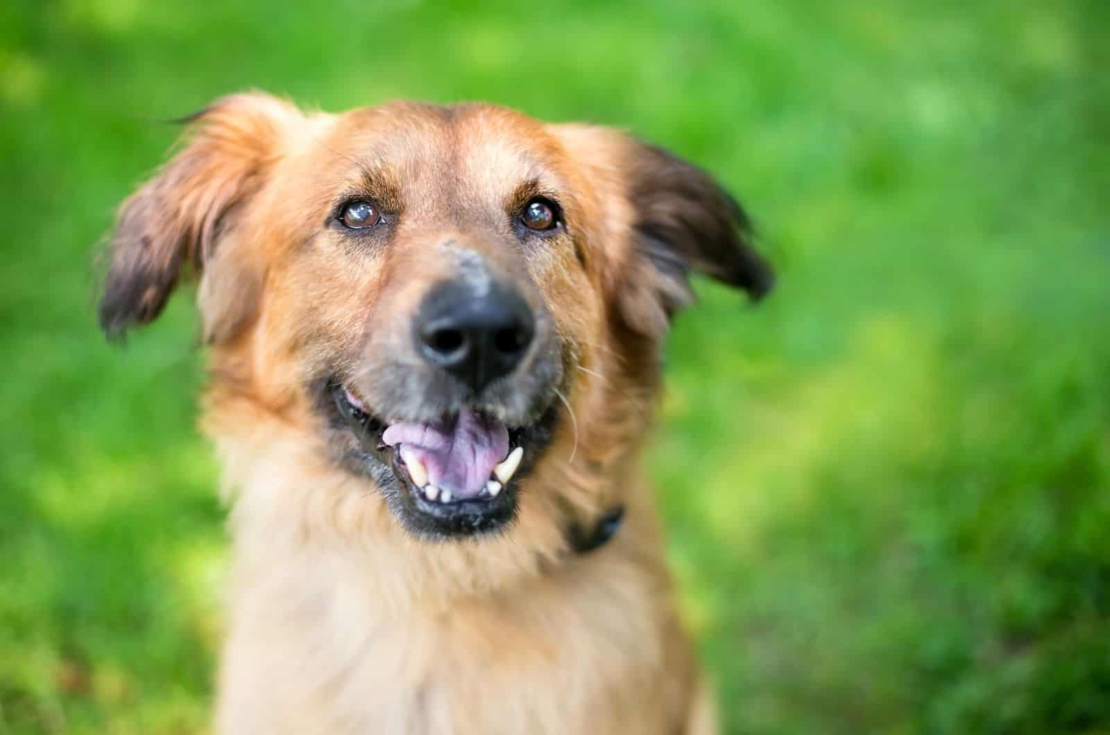 German Shepherd with Floppy Ears