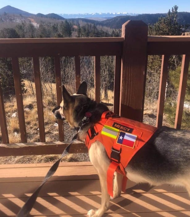 german shepherd with harness and leash on the terrace