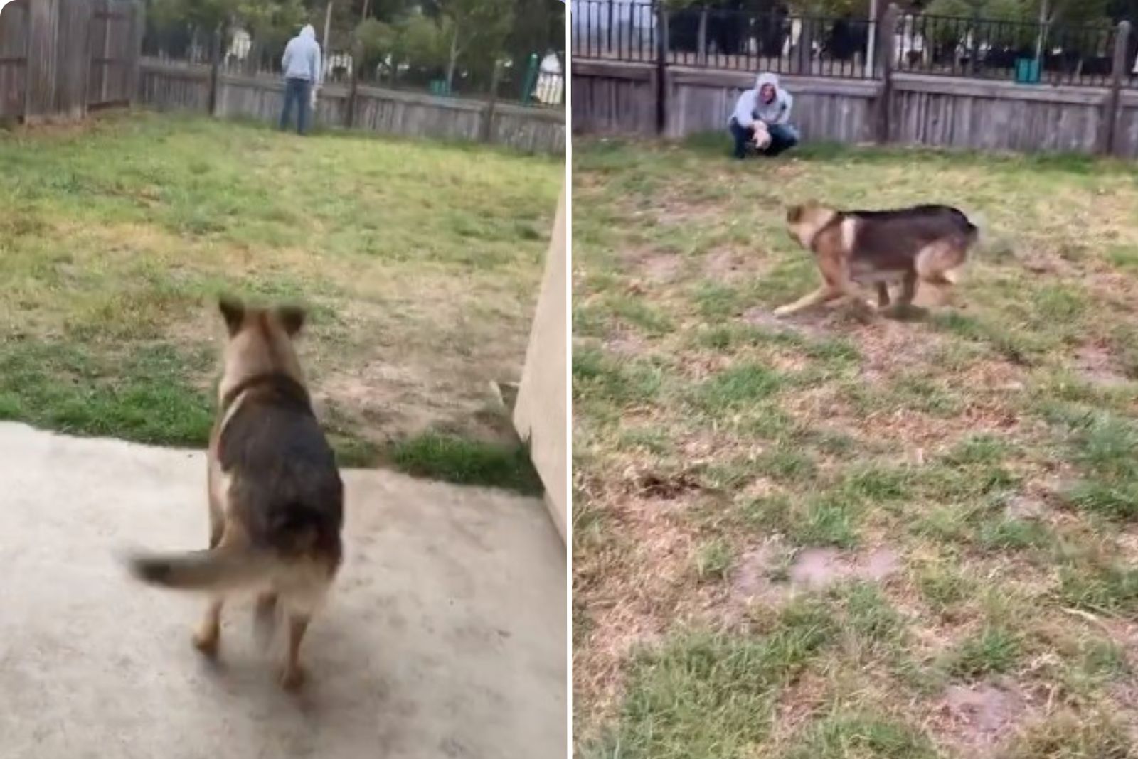 german shepherd with man on the grass