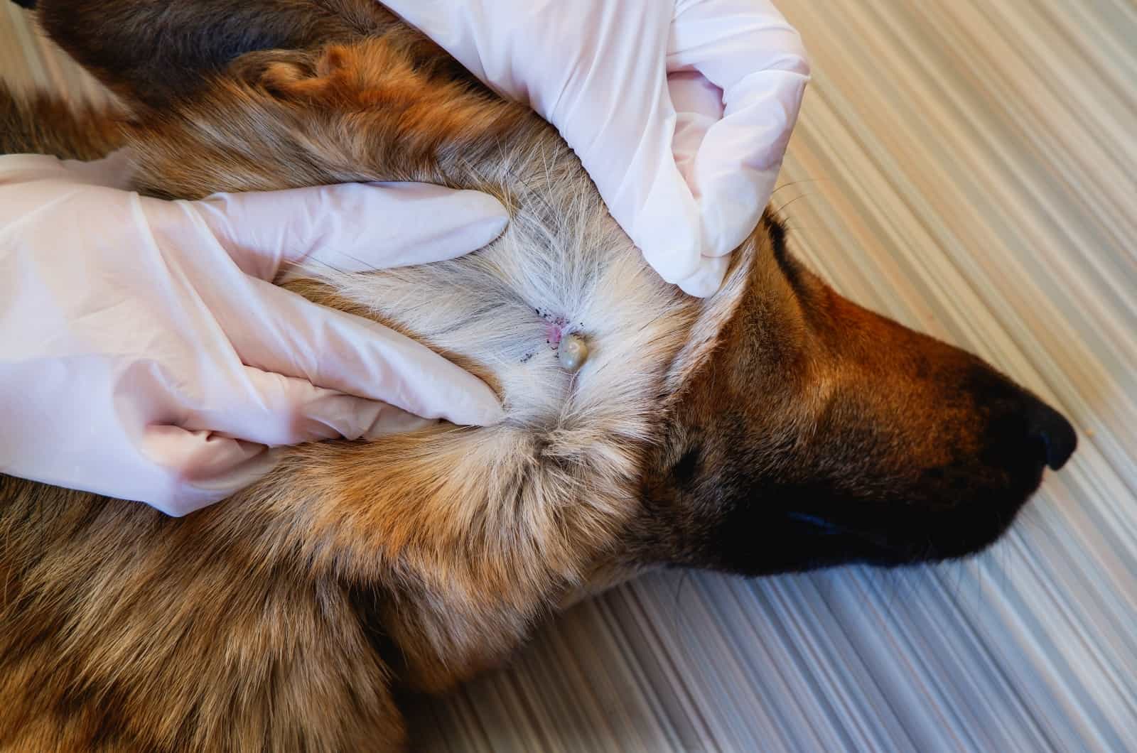 German Shepherd with tick in fur