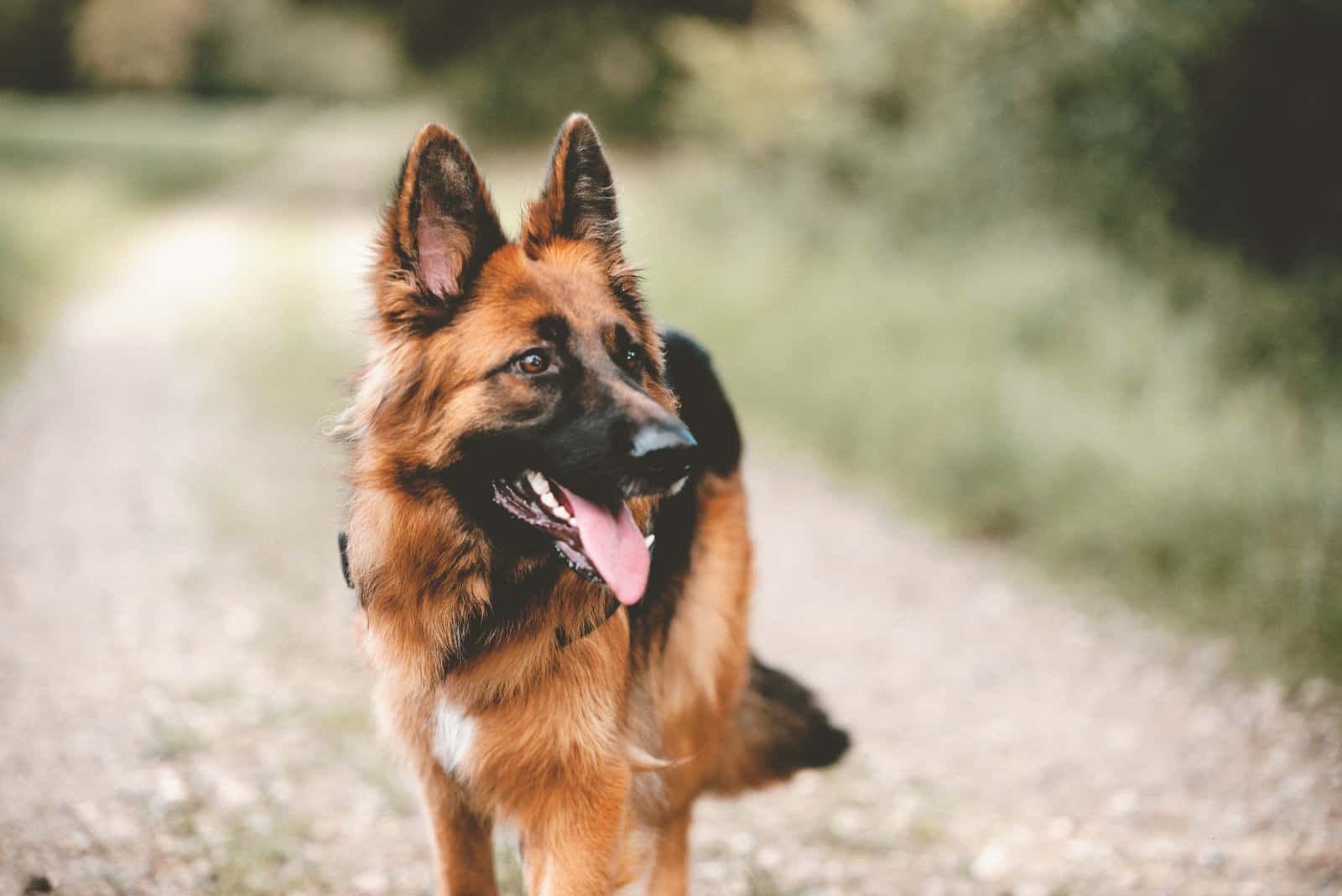 german shepherd dog outdoors