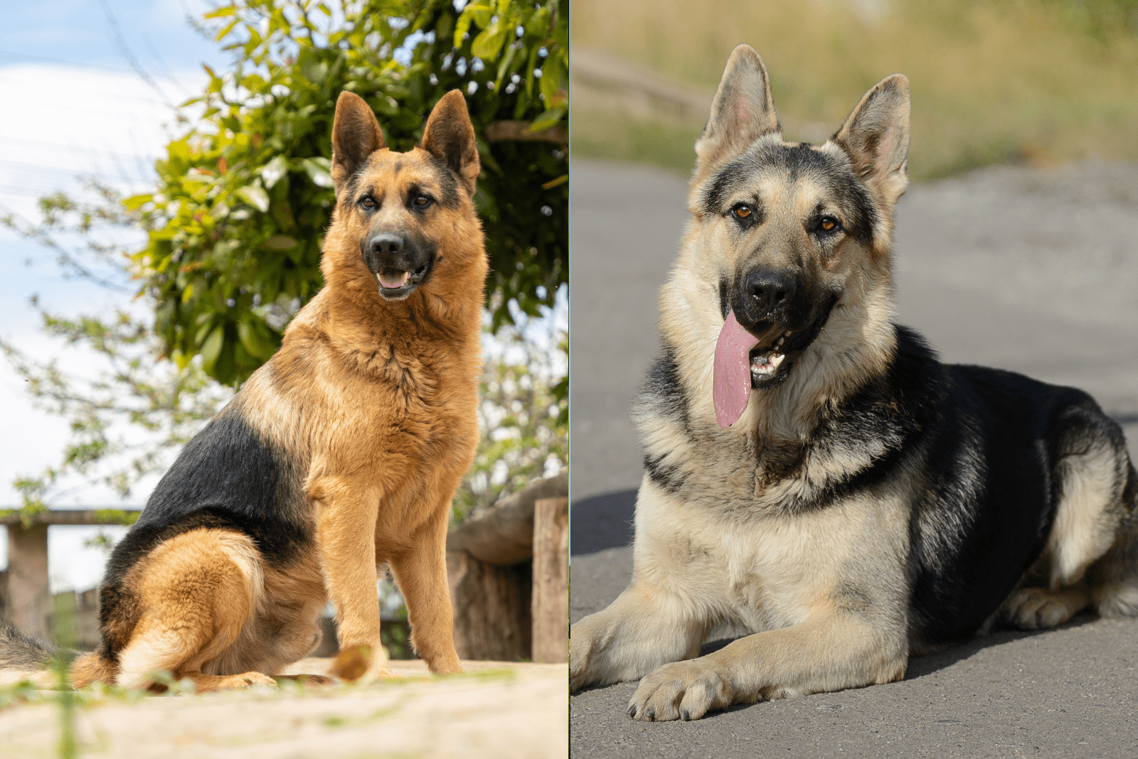 German Shepherds And EES