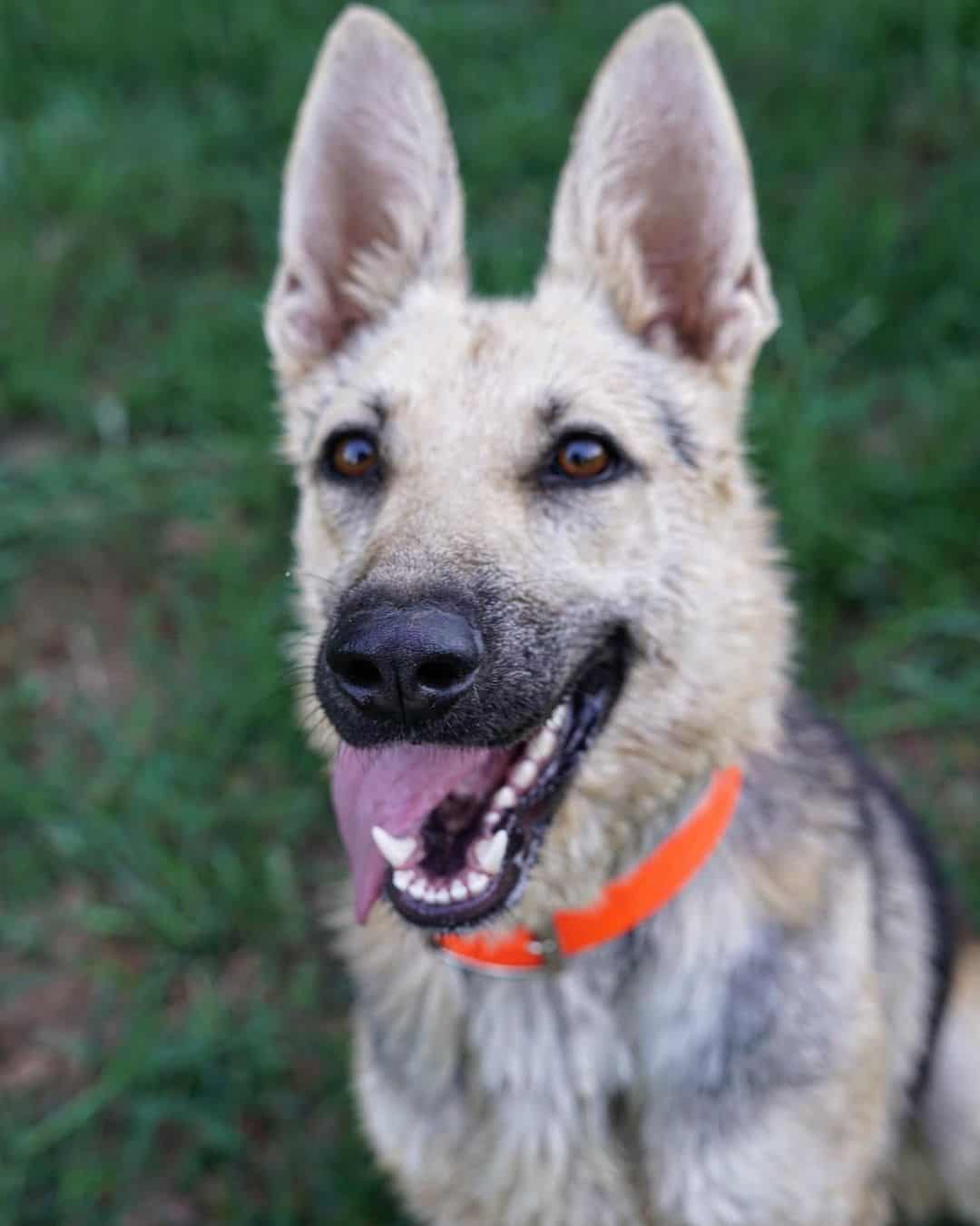 German Shepherds' black and cream