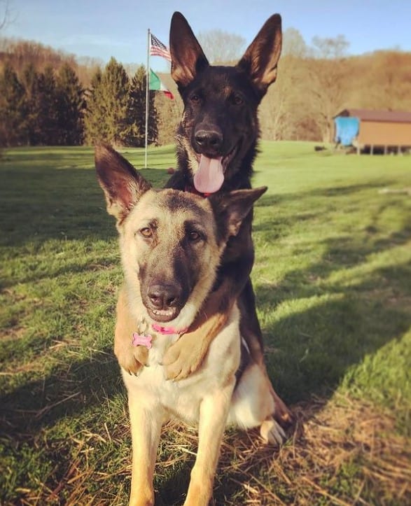 german shepherds hugging in a meadow