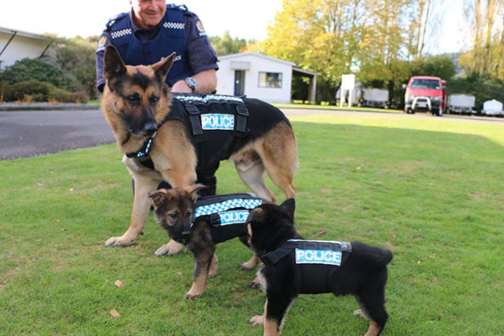 german shepherds in police vests