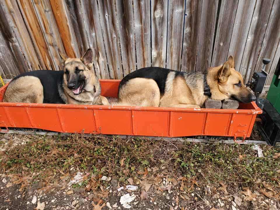 german shepherds lie in a cart