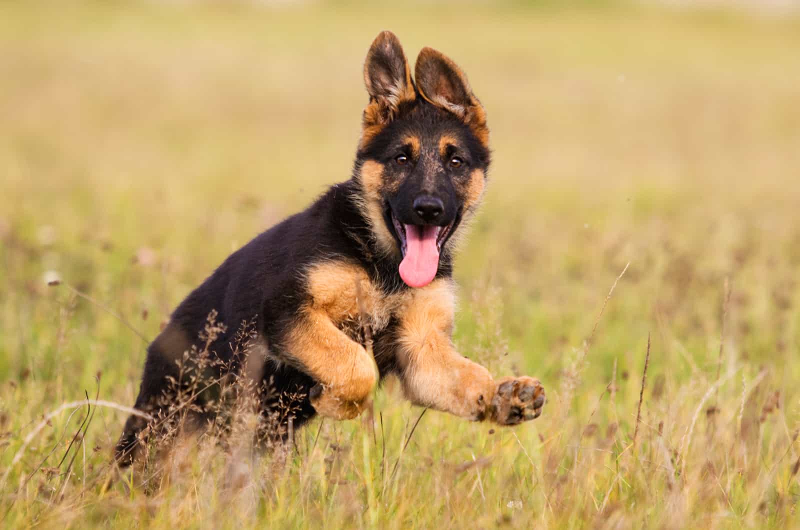 German Shepherds runs across the field