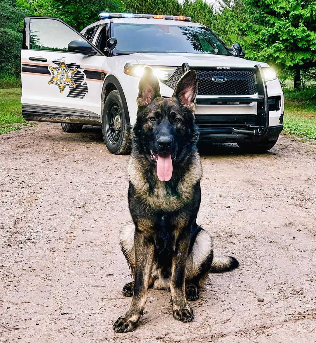 German Shepherds sit and look at the camera