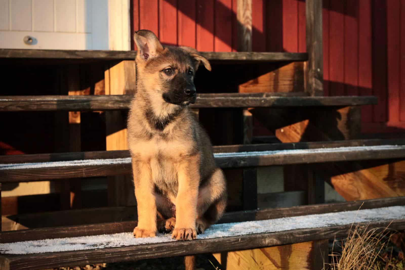 German Shepherds sitting on the steps