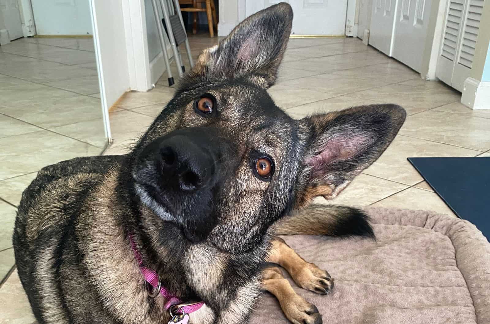 German Shepherds tilting head and looking at camera