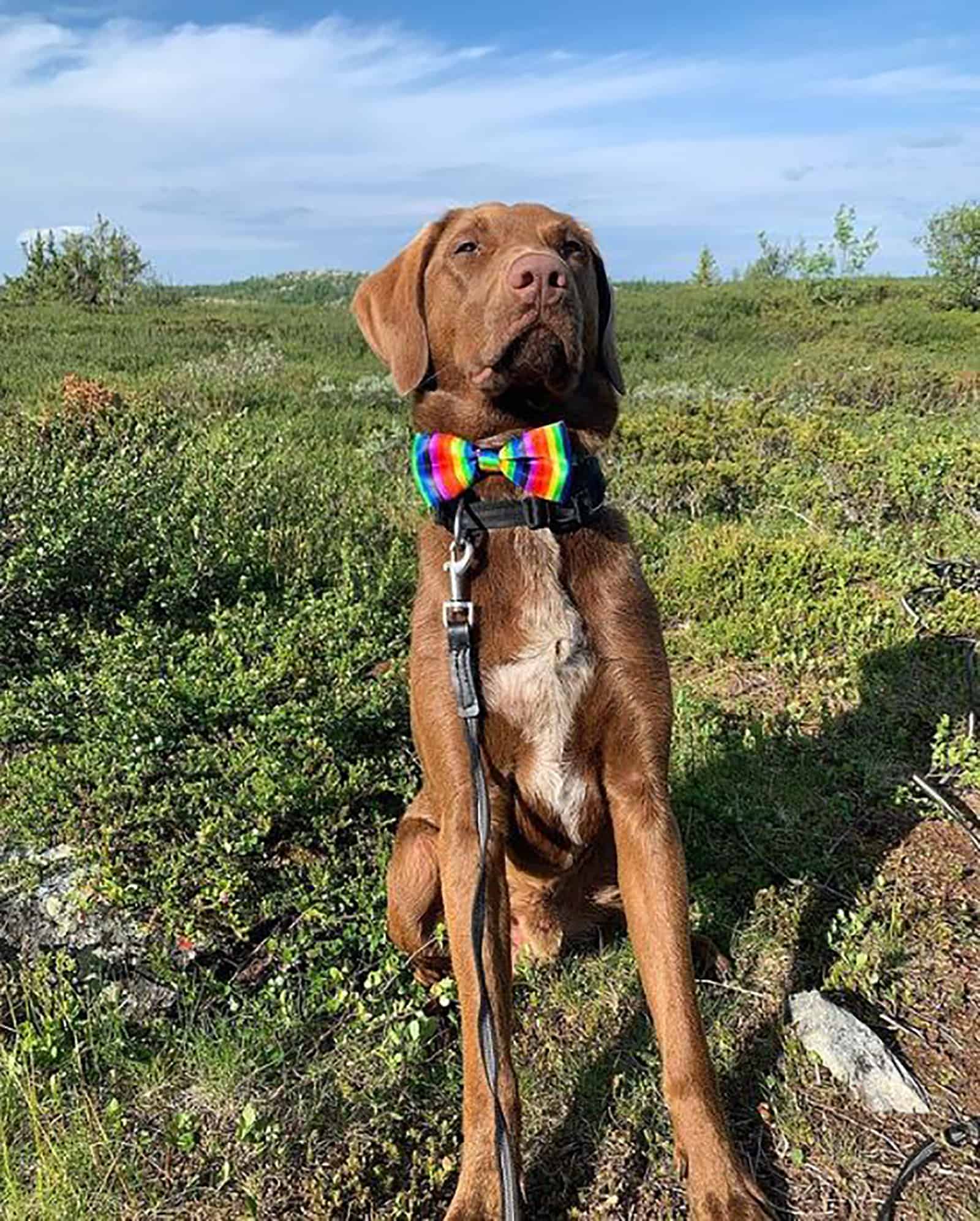 german shorthair toller