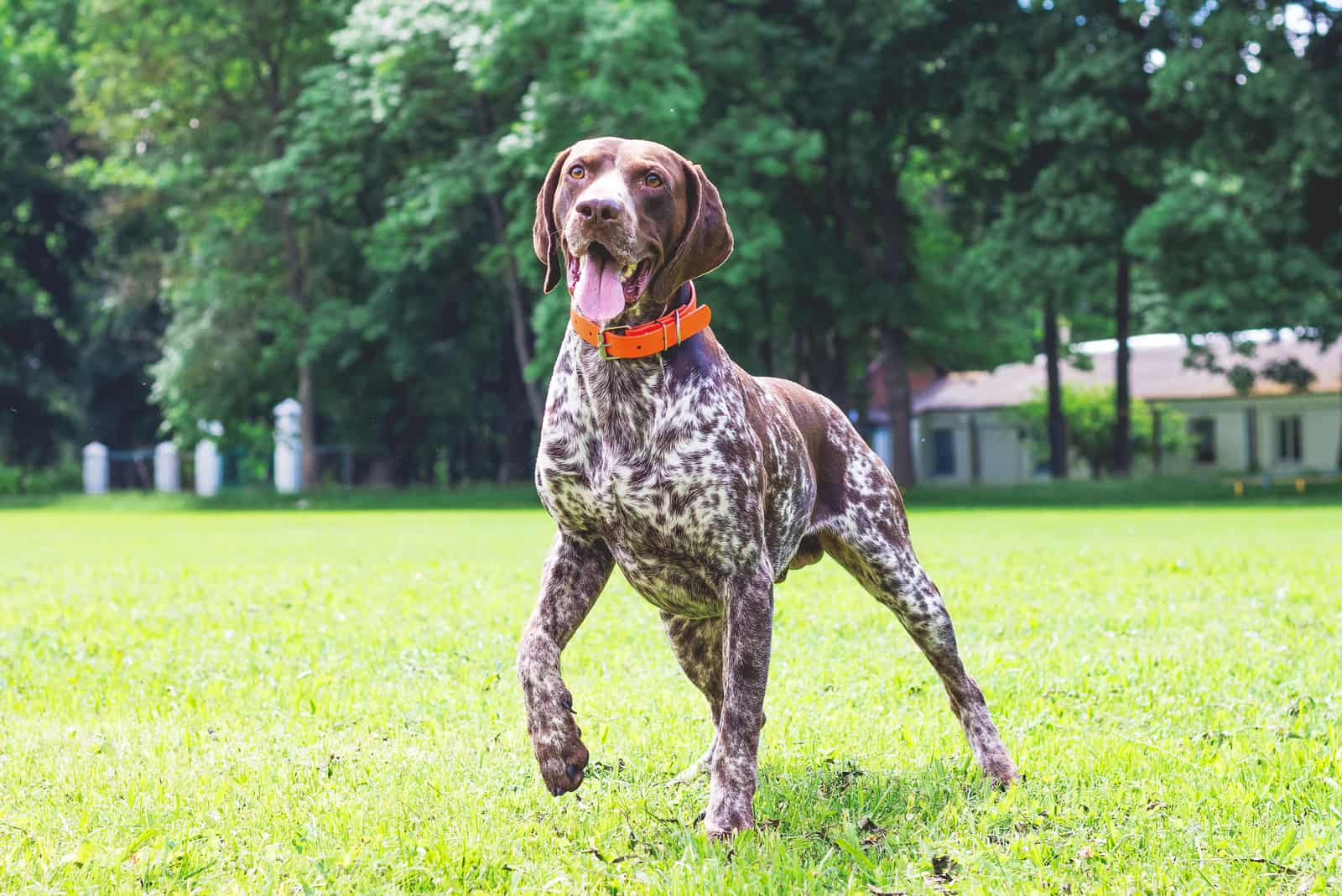 German shorthaired dog is running on the lawn grass in the park