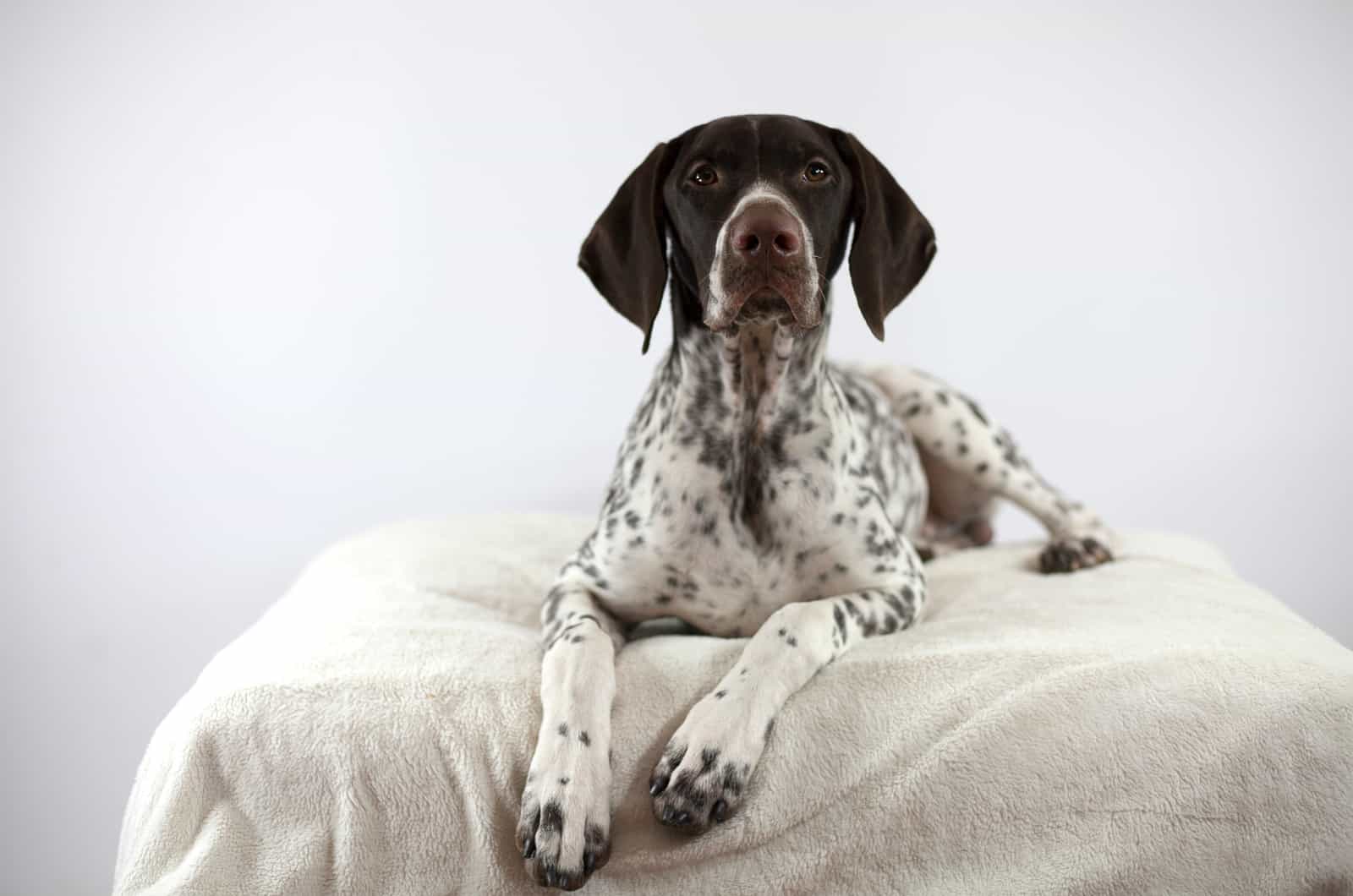 4 German Shorthaired Pointer Colors + Color Combinations