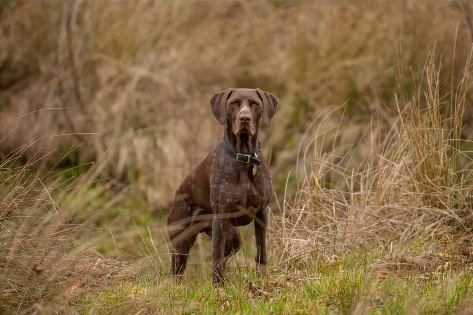 German Shorthaired Pointer looking at camera