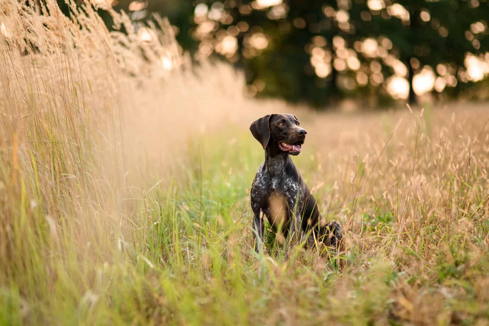 German Shorthaired Pointer looking away standing in field