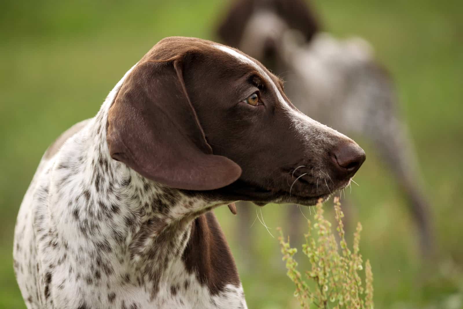 German Shorthaired Pointer looking away