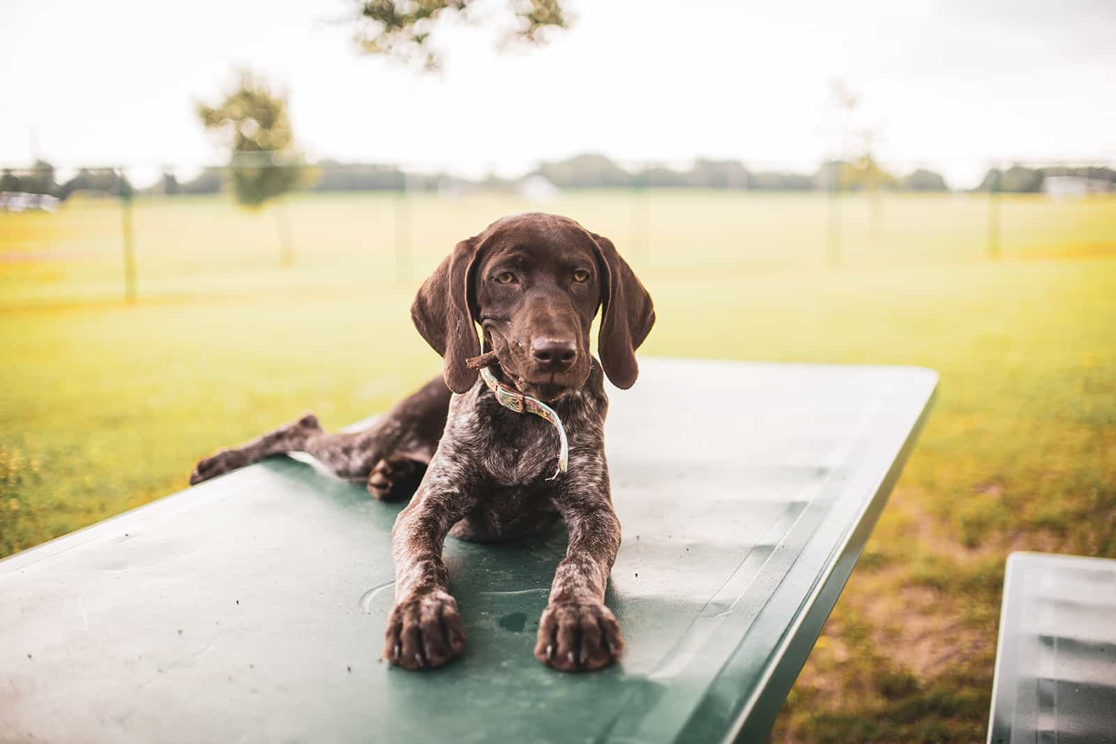 German Shorthaired Pointer Mixes: Meet 15 Smart Dog Breeds