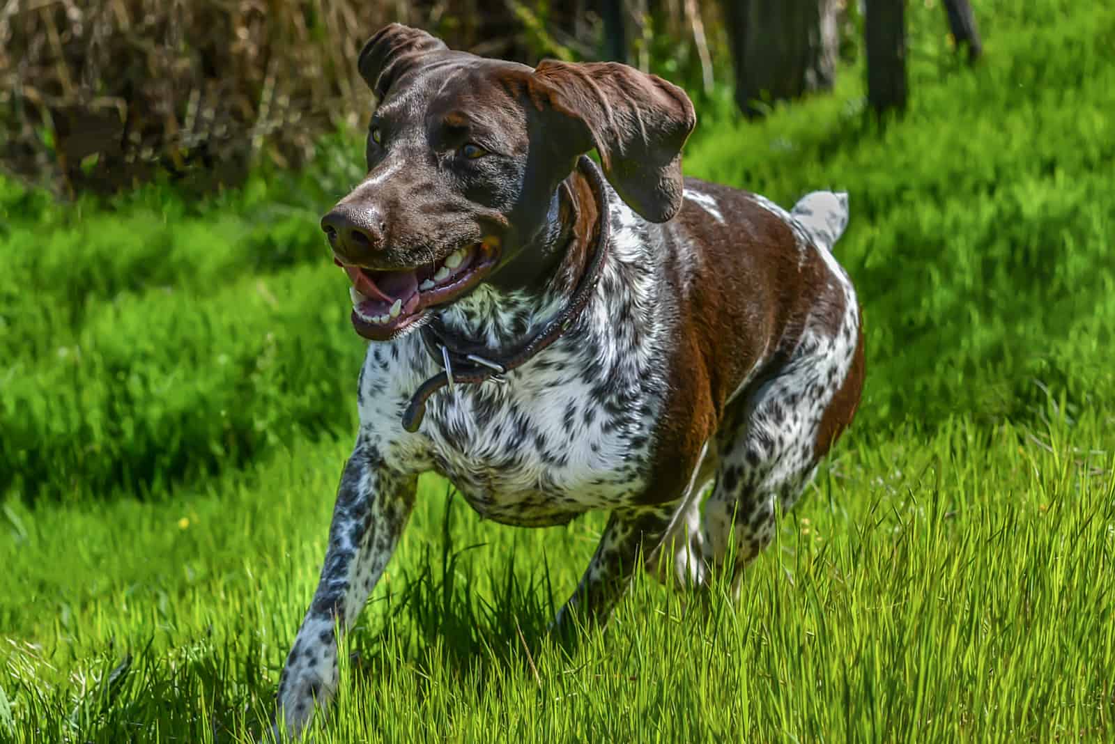 German Shorthaired Pointer running on grass