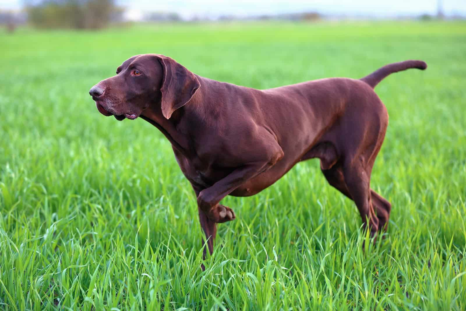 German Shorthaired Pointer standing in grass