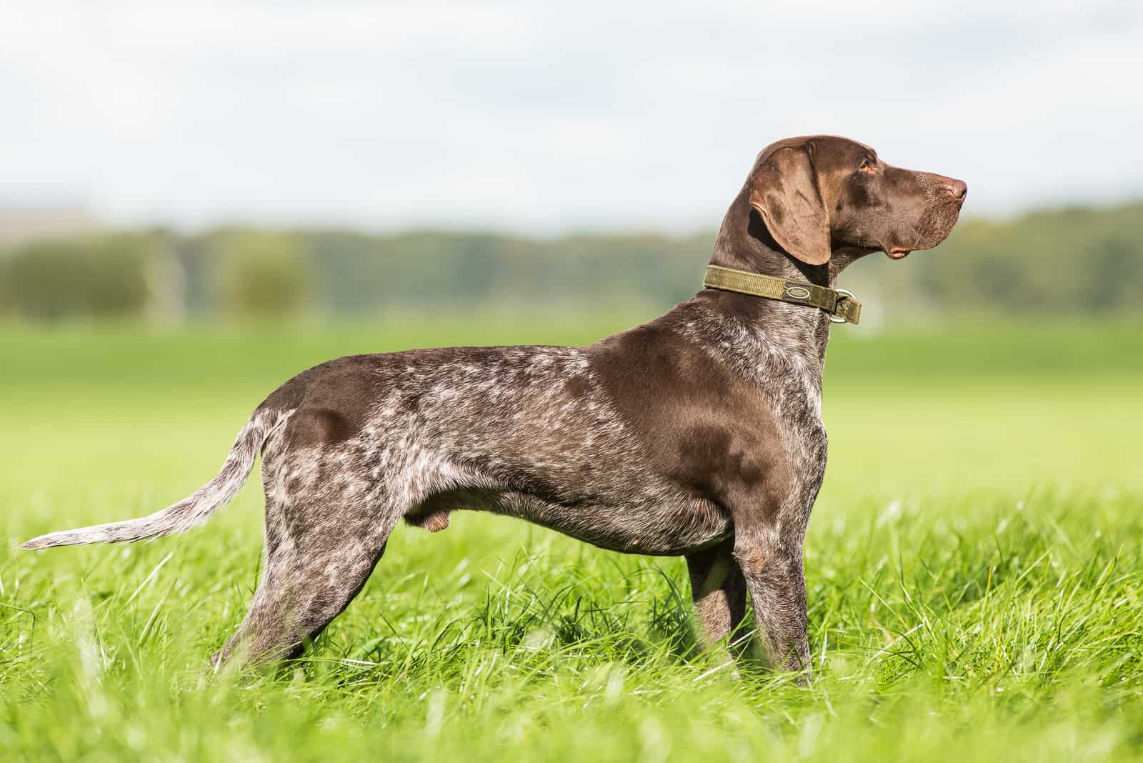 German Shorthaired Pointer standing in grass