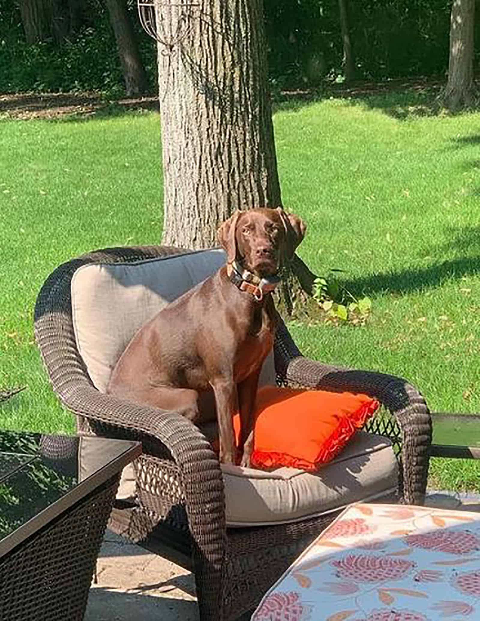 german shorthaired weimaraner