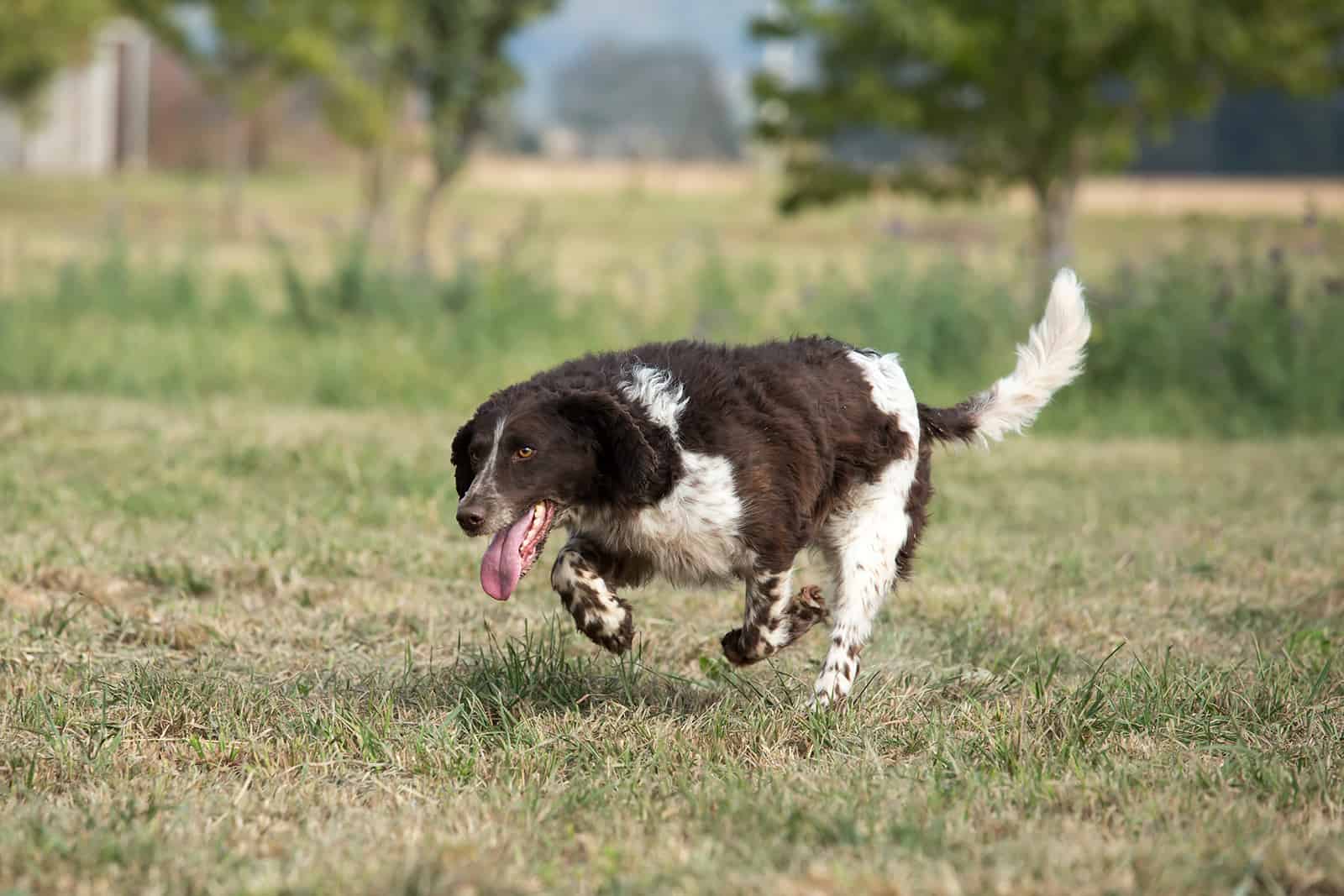 Running German Spaniel