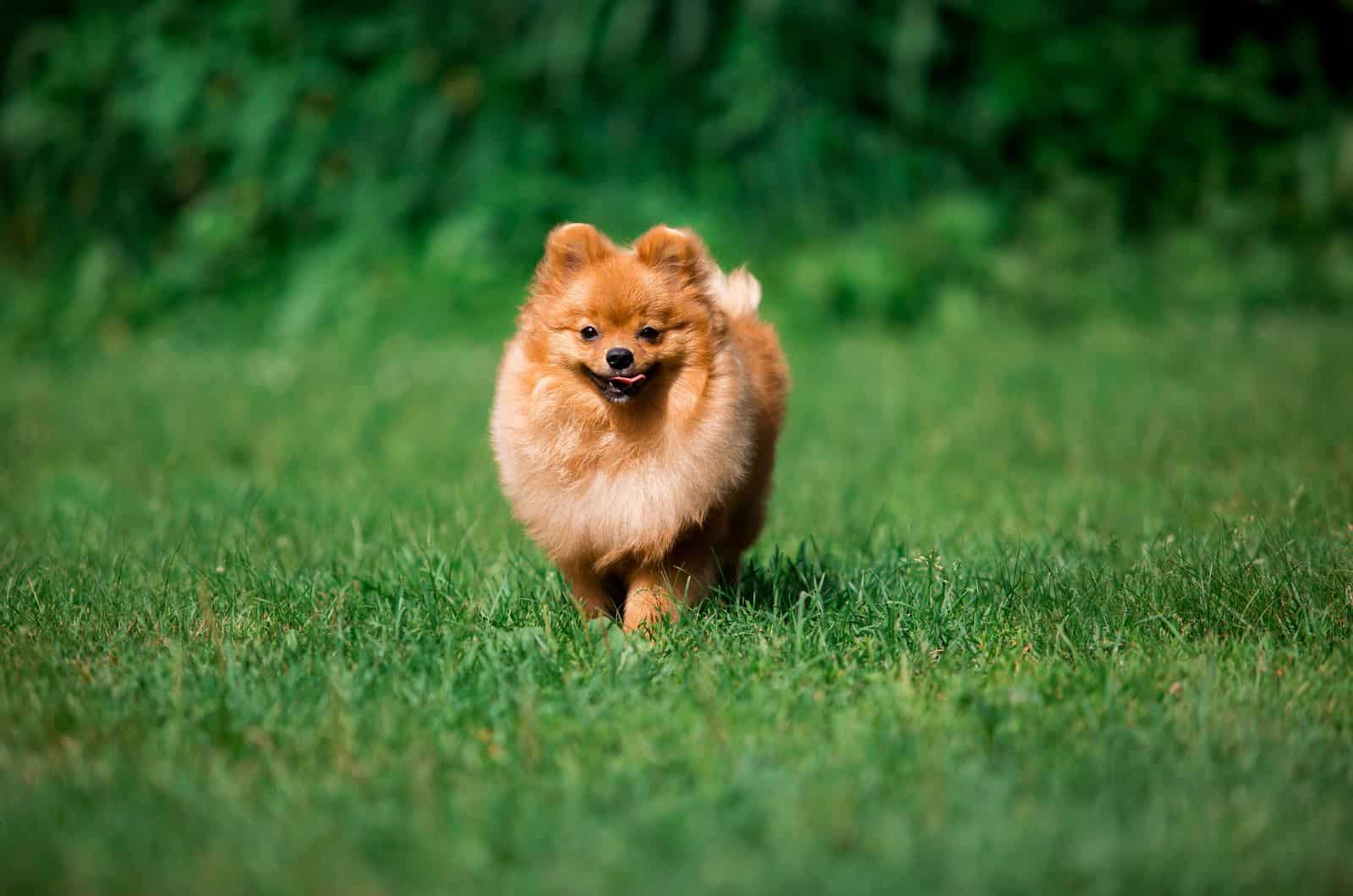 German Spitz