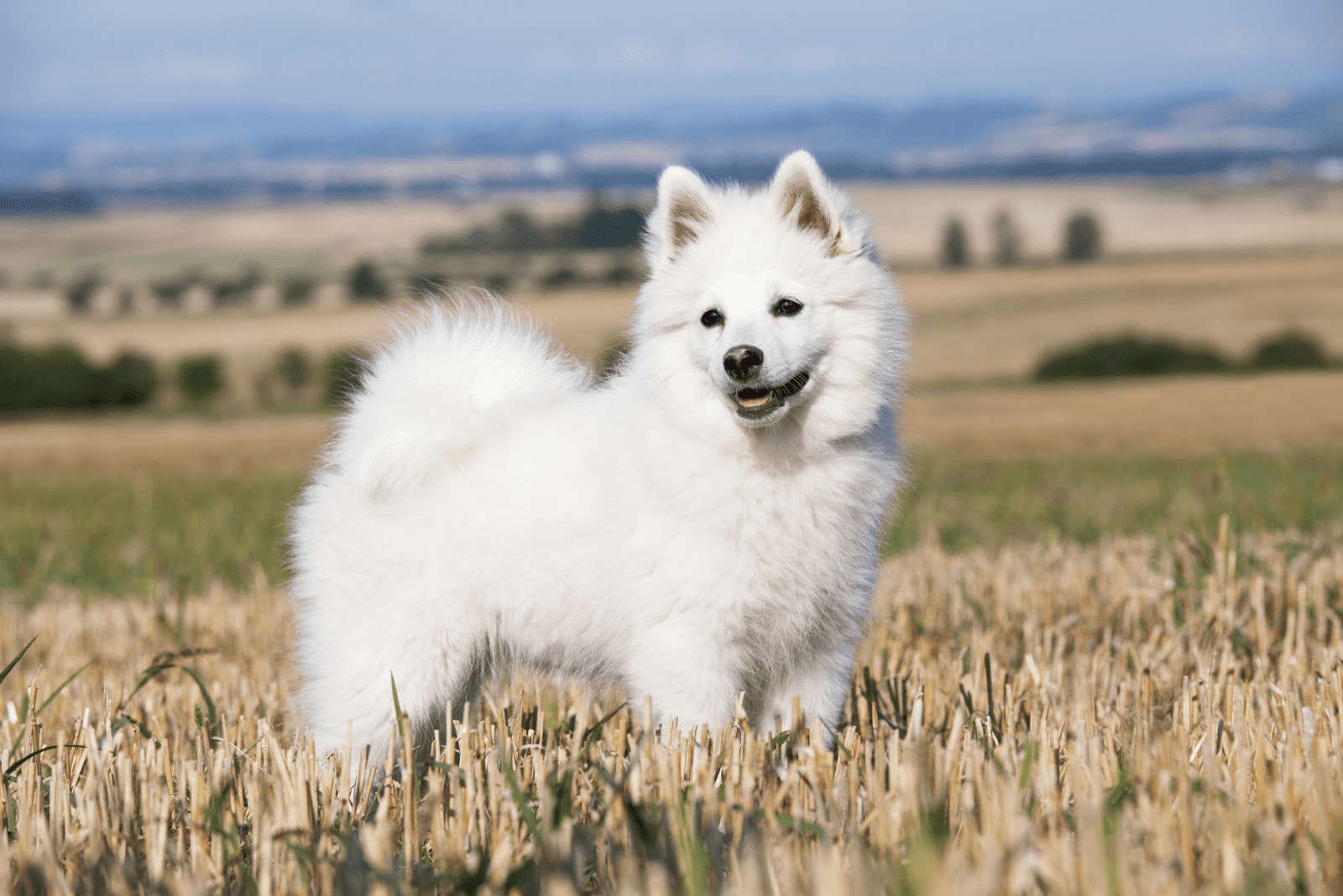 German Spitz standing in a field