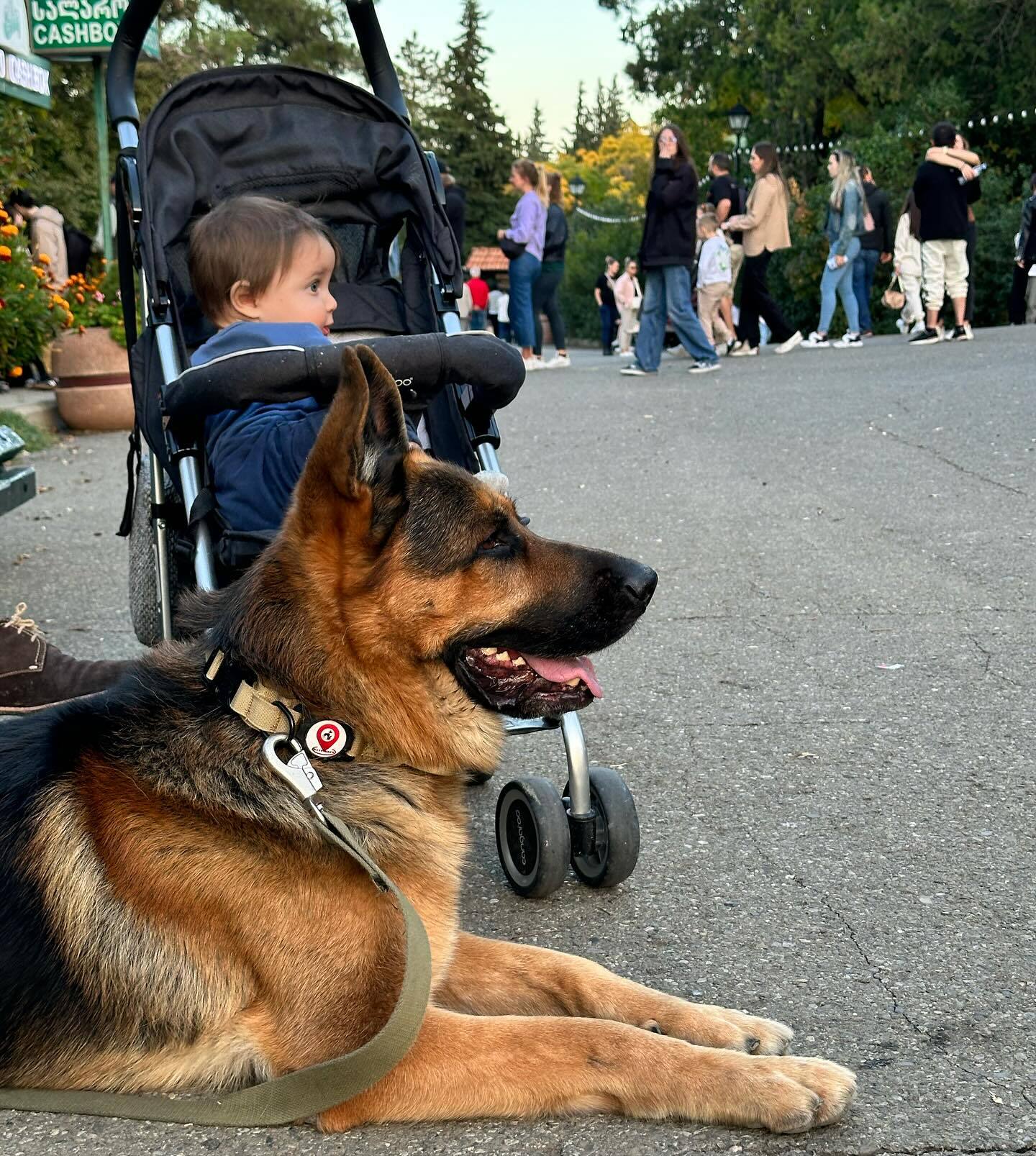 germans hepherd and a baby on the street (1)