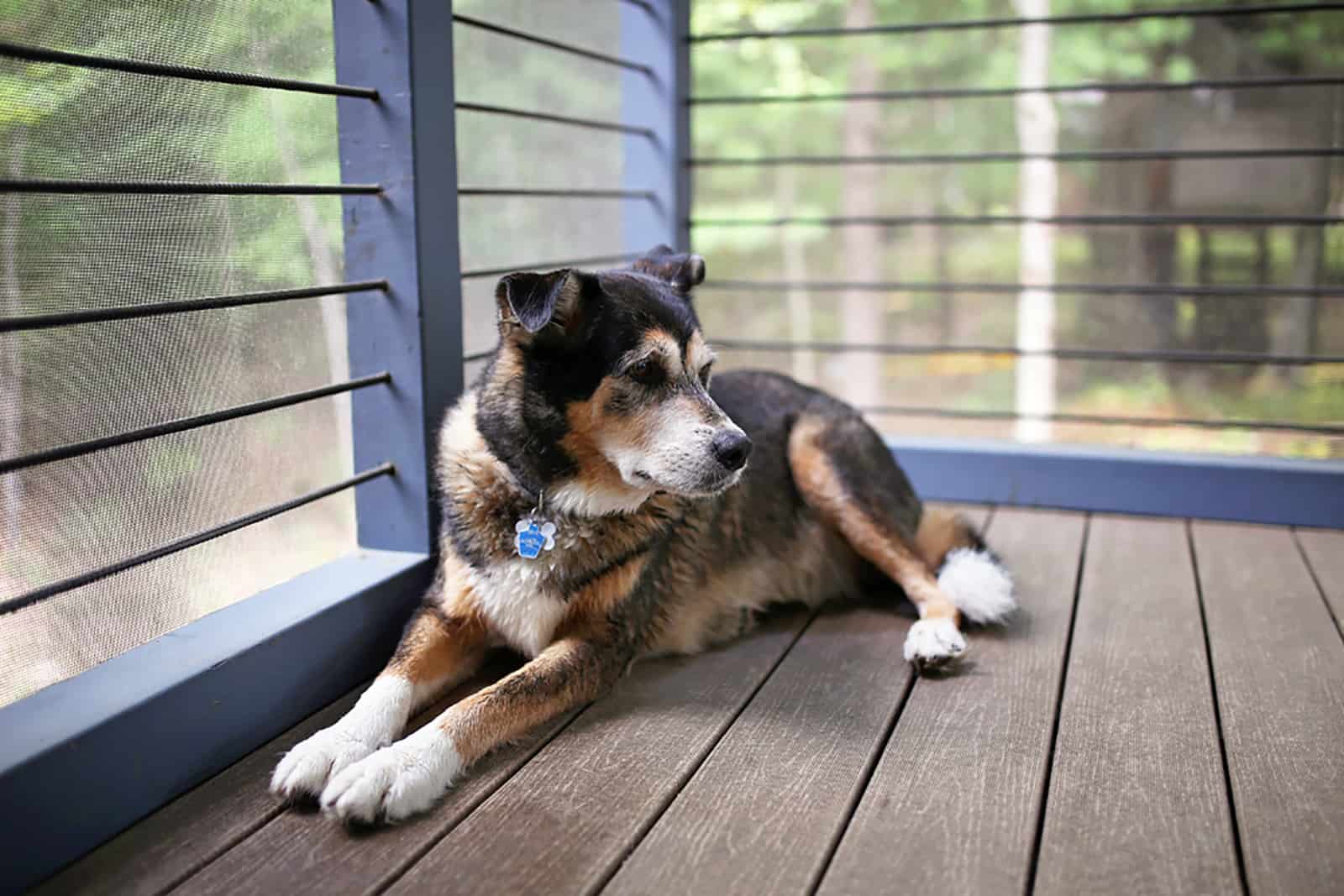 germans hepherd mix breed lying on the porch